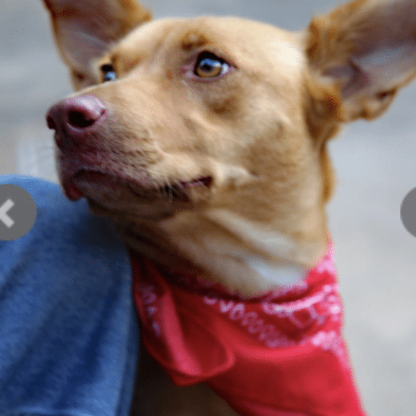 Light brown, 35 lbs female Lab mix with red bandana, for adoption at ARF in East Hampton, NY